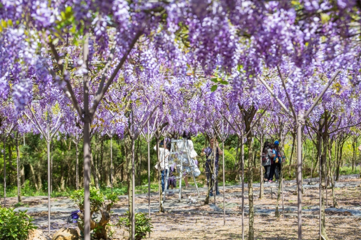 2018 台灣的紫藤花海 紫藤咖啡園(二店)水源園區 最新花況分享