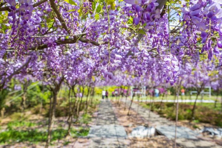 2018 台灣的紫藤花海 紫藤咖啡園(二店)水源園區 最新花況分享