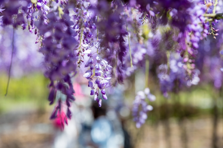 2018 台灣的紫藤花海 紫藤咖啡園(二店)水源園區 最新花況分享