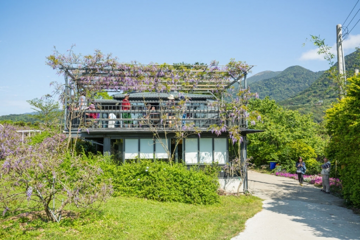 2018 台灣的紫藤花海 紫藤咖啡園(二店)水源園區 最新花況分享