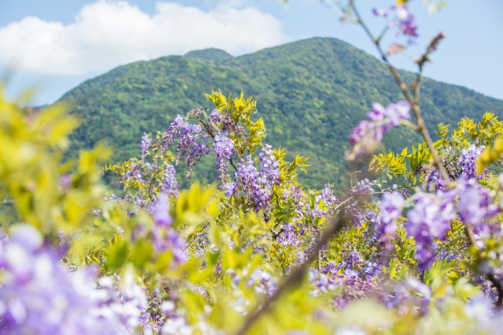 2018 台灣的紫藤花海 紫藤咖啡園(二店)水源園區 最新花況分享