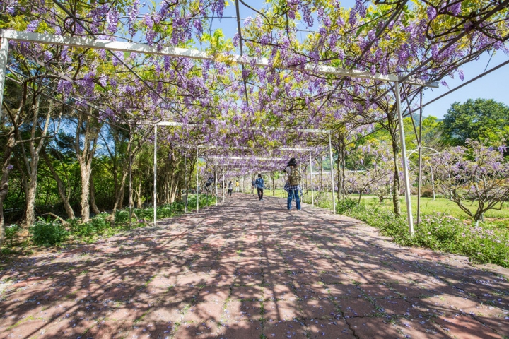 2018 台灣的紫藤花海 紫藤咖啡園(二店)水源園區 最新花況分享