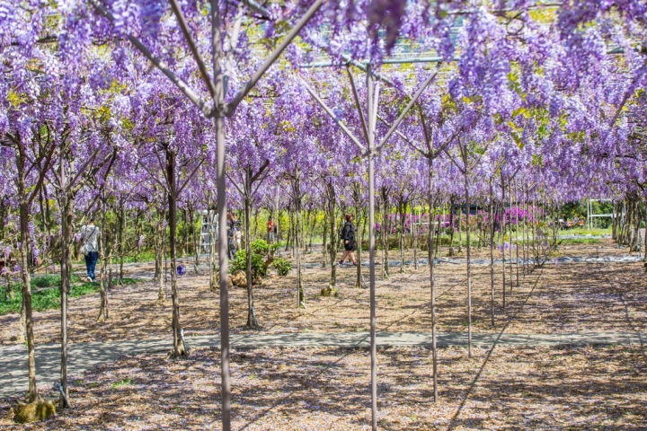 2018 台灣的紫藤花海 紫藤咖啡園(二店)水源園區 最新花況分享