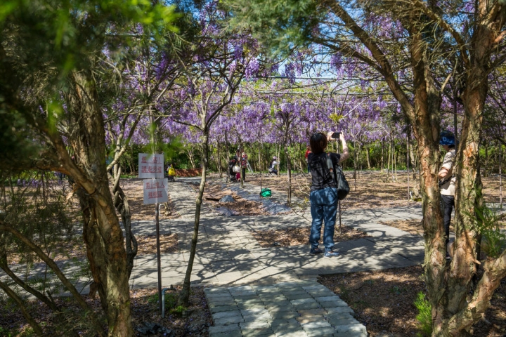 2018 台灣的紫藤花海 紫藤咖啡園(二店)水源園區 最新花況分享