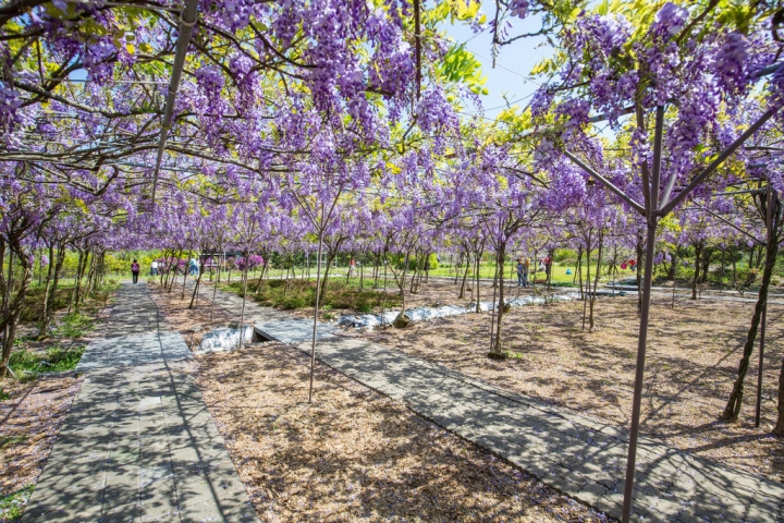 2018 台灣的紫藤花海 紫藤咖啡園(二店)水源園區 最新花況分享