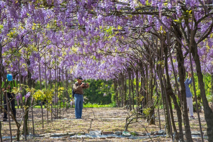 2018 台灣的紫藤花海 紫藤咖啡園(二店)水源園區 最新花況分享