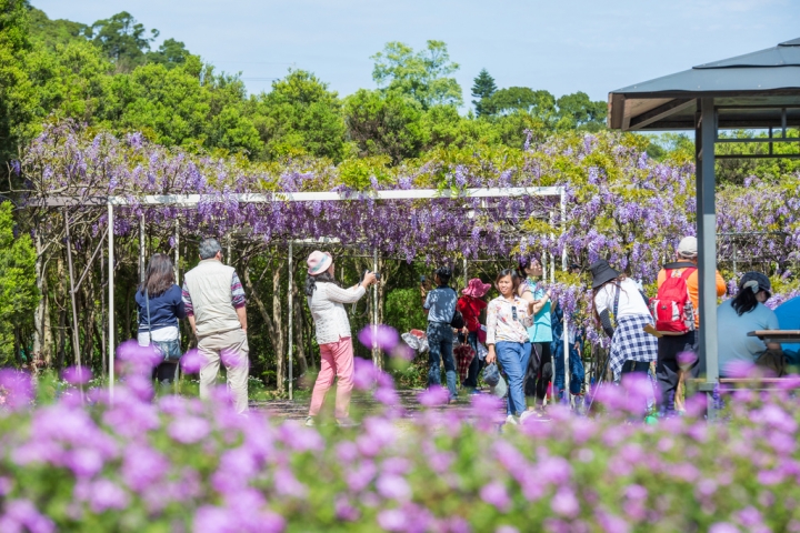 2018 台灣的紫藤花海 紫藤咖啡園(二店)水源園區 最新花況分享