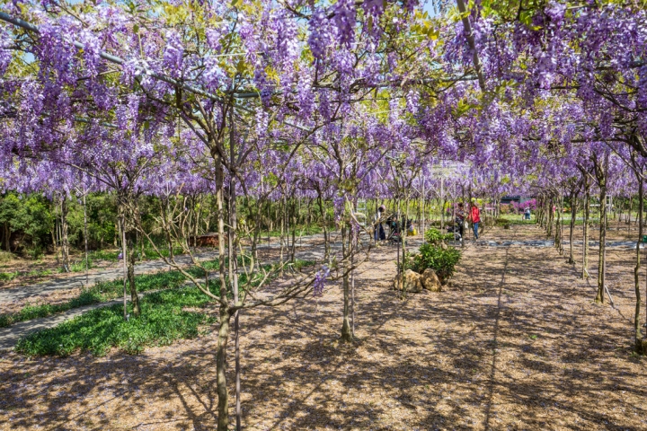 2018 台灣的紫藤花海 紫藤咖啡園(二店)水源園區 最新花況分享