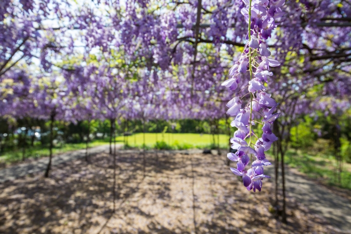 2018 台灣的紫藤花海 紫藤咖啡園(二店)水源園區 最新花況分享