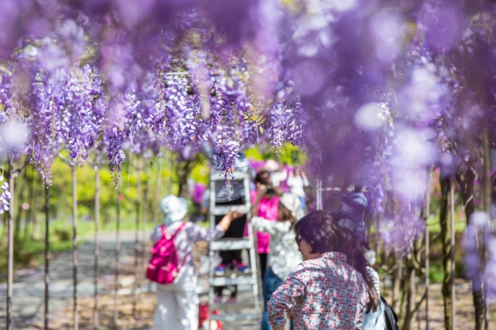 2018 台灣的紫藤花海 紫藤咖啡園(二店)水源園區 最新花況分享