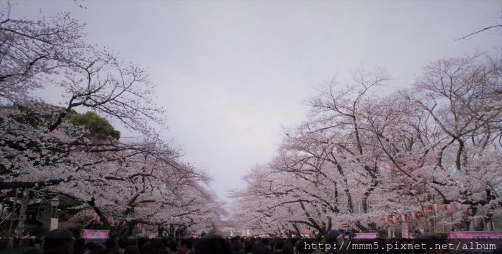 【玩】日本 東京 2018櫻花分享 淺草隅田川+上野公園