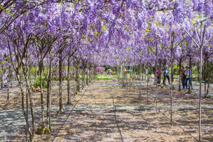 2018 台灣的紫藤花海 紫藤咖啡園(二店)水源園區 最新花況分享