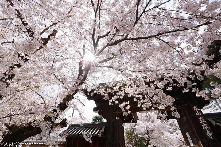 【京都】立本寺，巷子內推薦賞櫻景點