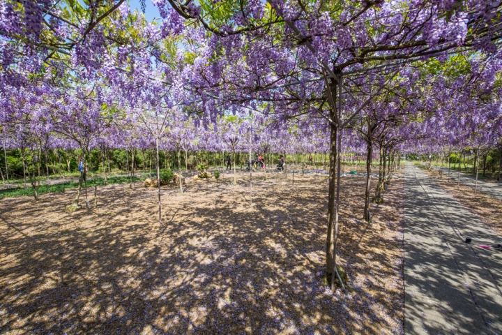 2018 台灣的紫藤花海 紫藤咖啡園(二店)水源園區 最新花況分享