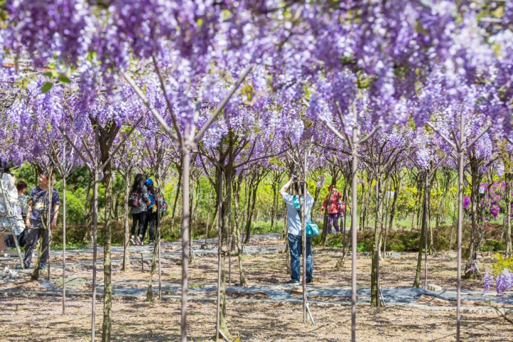 2018 台灣的紫藤花海 紫藤咖啡園(二店)水源園區 最新花況分享