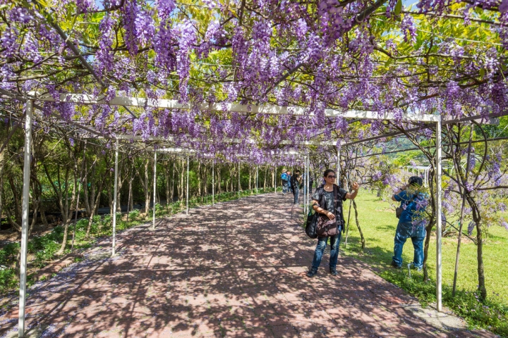 2018 台灣的紫藤花海 紫藤咖啡園(二店)水源園區 最新花況分享