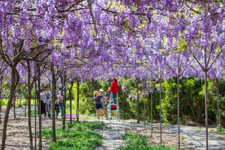 2018 台灣的紫藤花海 紫藤咖啡園(二店)水源園區 最新花況分享