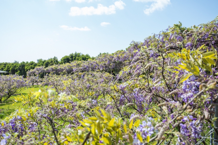 2018 台灣的紫藤花海 紫藤咖啡園(二店)水源園區 最新花況分享