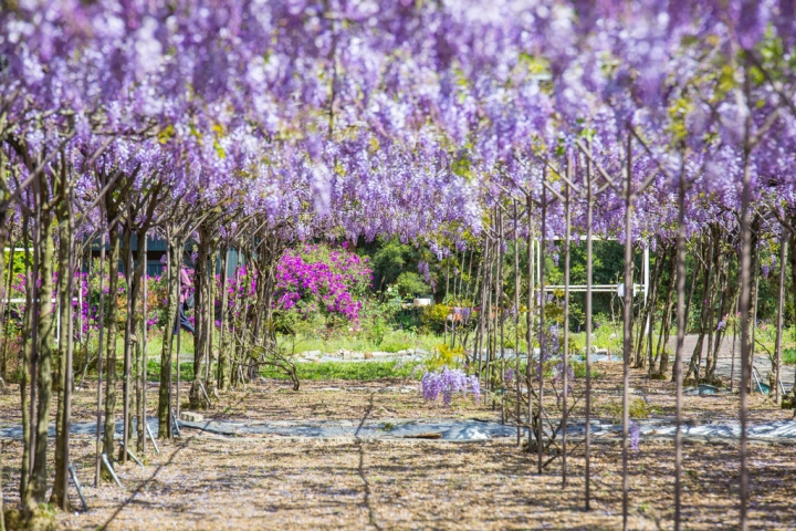 2018 台灣的紫藤花海 紫藤咖啡園(二店)水源園區 最新花況分享