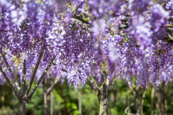 2018 台灣的紫藤花海 紫藤咖啡園(二店)水源園區 最新花況分享
