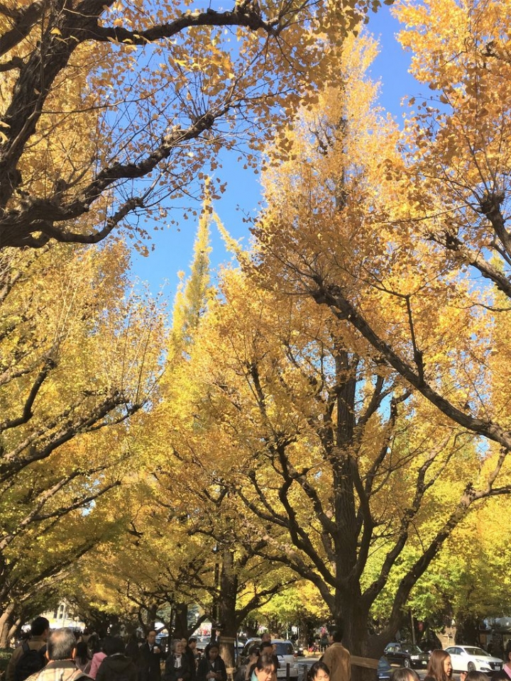 ＜日本＞2017放風行DAY3~充滿幸福感的東大與明治神宮外苑銀杏