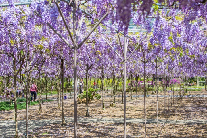 2018 台灣的紫藤花海 紫藤咖啡園(二店)水源園區 最新花況分享