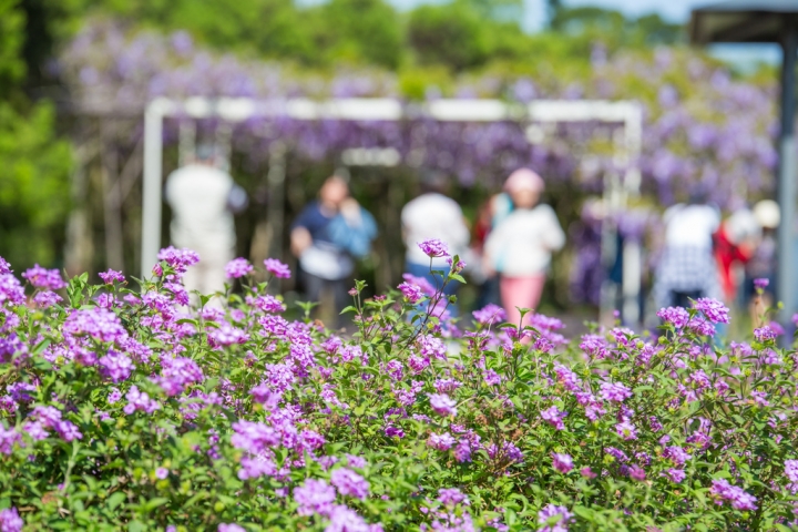 2018 台灣的紫藤花海 紫藤咖啡園(二店)水源園區 最新花況分享