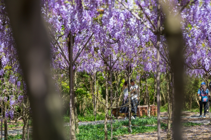 2018 台灣的紫藤花海 紫藤咖啡園(二店)水源園區 最新花況分享