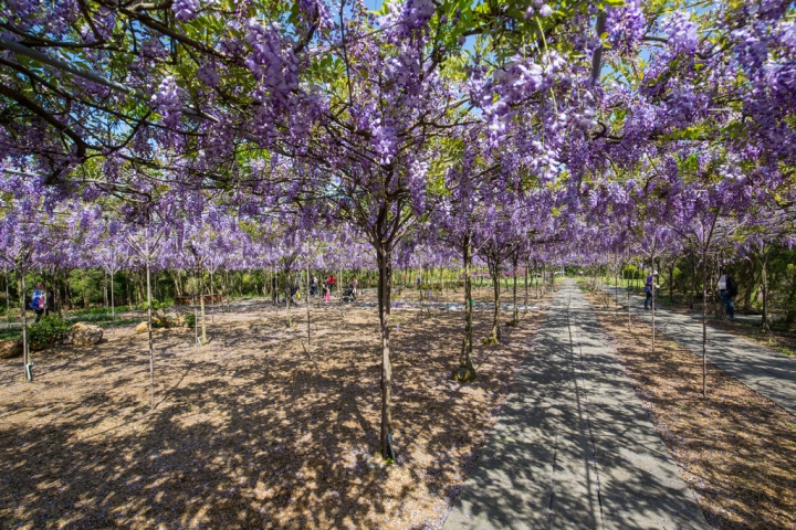 2018 台灣的紫藤花海 紫藤咖啡園(二店)水源園區 最新花況分享
