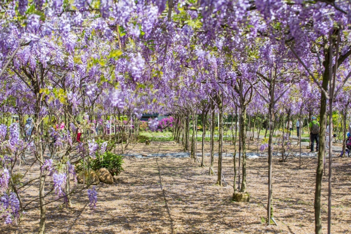 2018 台灣的紫藤花海 紫藤咖啡園(二店)水源園區 最新花況分享