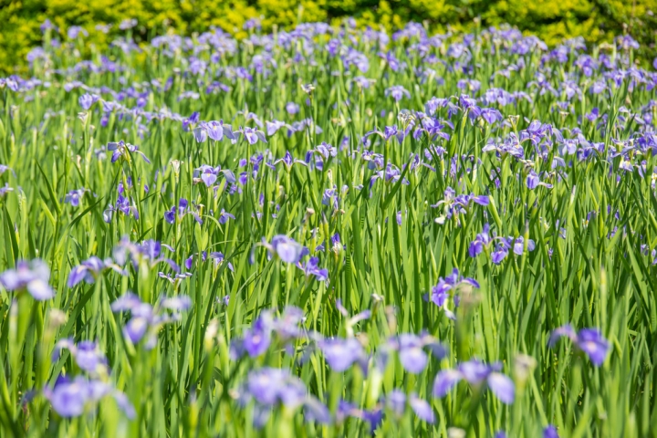 2018 台灣的紫藤花海 紫藤咖啡園(二店)水源園區 最新花況分享