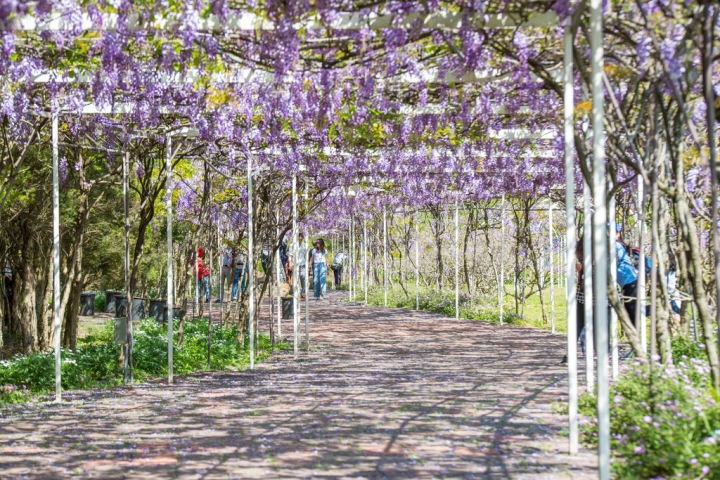 2018 台灣的紫藤花海 紫藤咖啡園(二店)水源園區 最新花況分享