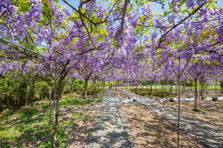 2018 台灣的紫藤花海 紫藤咖啡園(二店)水源園區 最新花況分享