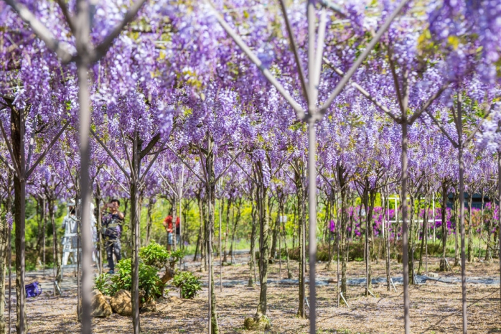 2018 台灣的紫藤花海 紫藤咖啡園(二店)水源園區 最新花況分享