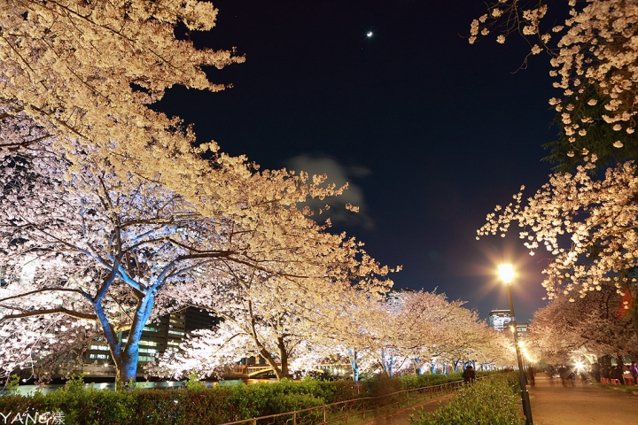 【大阪】南天滿公園，日夜不同風情的賞櫻好地方