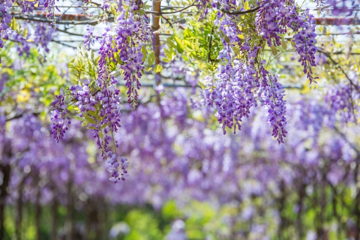 2018 台灣的紫藤花海 紫藤咖啡園(二店)水源園區 最新花況分享