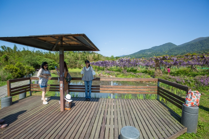 2018 台灣的紫藤花海 紫藤咖啡園(二店)水源園區 最新花況分享