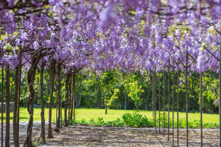 2018 台灣的紫藤花海 紫藤咖啡園(二店)水源園區 最新花況分享