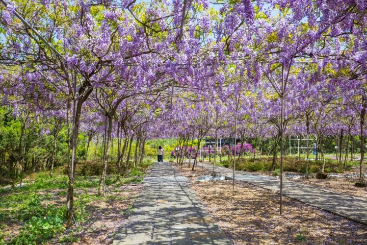2018 台灣的紫藤花海 紫藤咖啡園(二店)水源園區 最新花況分享