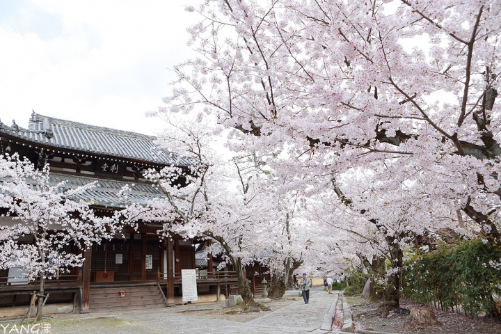 【京都】立本寺，巷子內推薦賞櫻景點