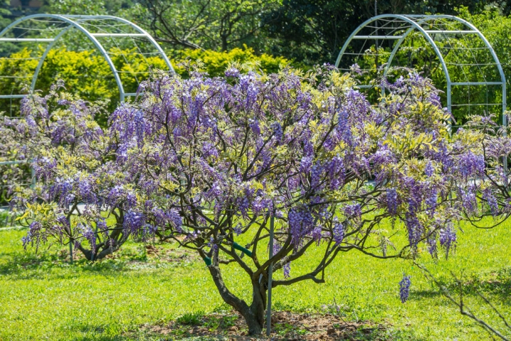 2018 台灣的紫藤花海 紫藤咖啡園(二店)水源園區 最新花況分享