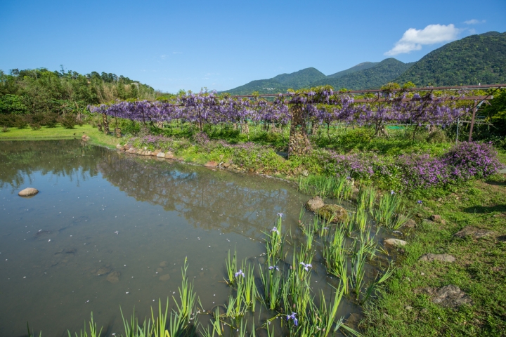 2018 台灣的紫藤花海 紫藤咖啡園(二店)水源園區 最新花況分享