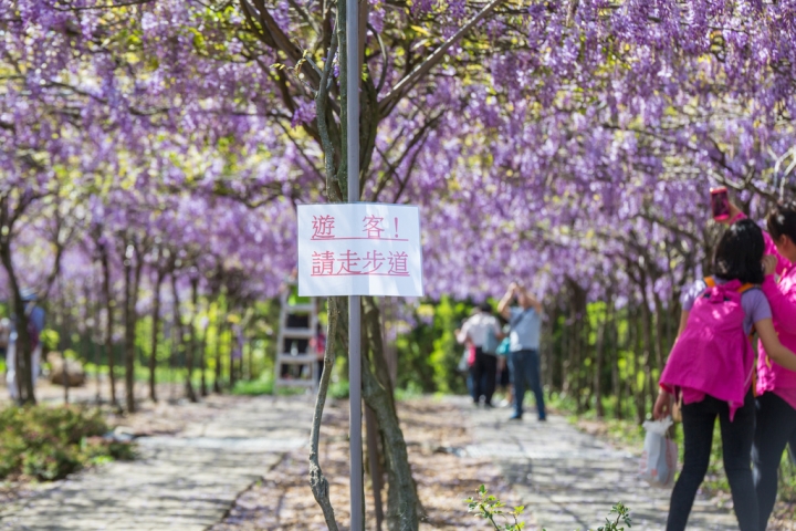 2018 台灣的紫藤花海 紫藤咖啡園(二店)水源園區 最新花況分享