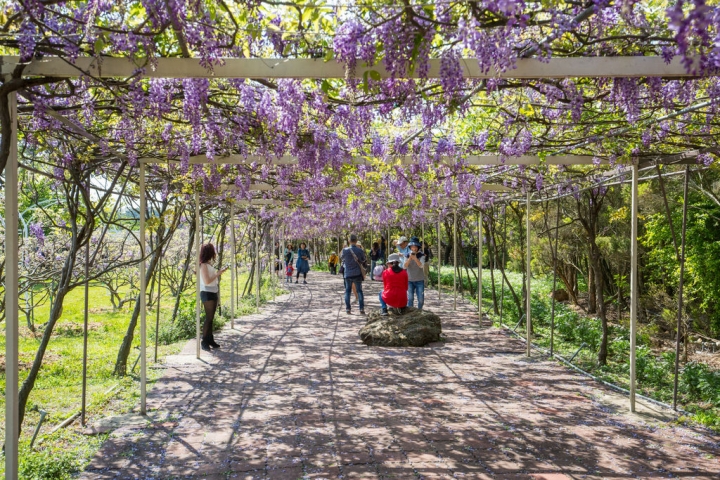 2018 台灣的紫藤花海 紫藤咖啡園(二店)水源園區 最新花況分享