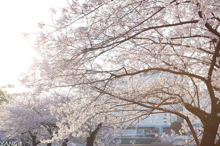 【大阪】南天滿公園，日夜不同風情的賞櫻好地方