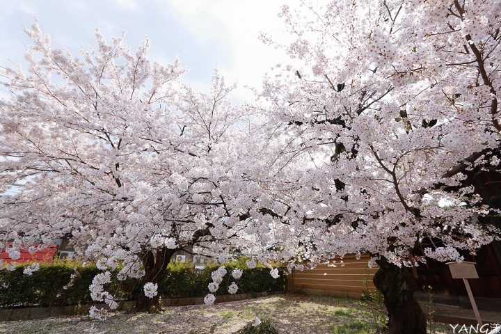 【京都】立本寺，巷子內推薦賞櫻景點