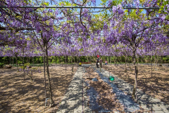 2018 台灣的紫藤花海 紫藤咖啡園(二店)水源園區 最新花況分享