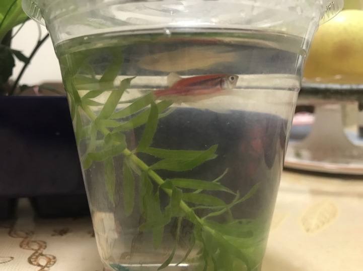 請問這是夜市的什麼魚種？