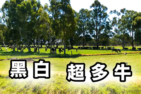 觀看文章（發現老鷹）！ 還有屍體 共三百多隻！翱翔天際！ （內有7支影片）
