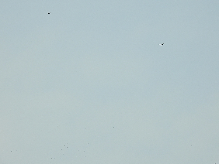 D850+600mm+1.4X天台山神威道場拍花旗木。